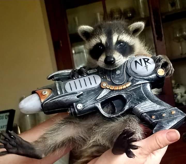 Naked Raygun Singer Jeff Pezzati has a non-profit 'Nurture to Nature Raccoon Rescue'